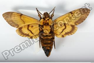 Death-head Hawkmoth - Acherontia atropos 0033